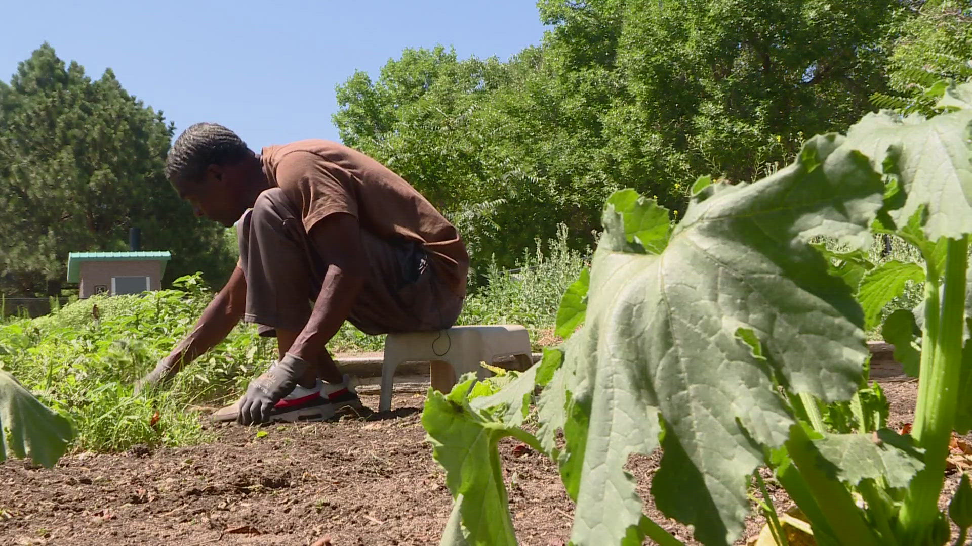 After the Walmart on Colfax Avenue and Havana Street closed, many families were left without an accessible grocery store. One man is growing fresh produce to help.