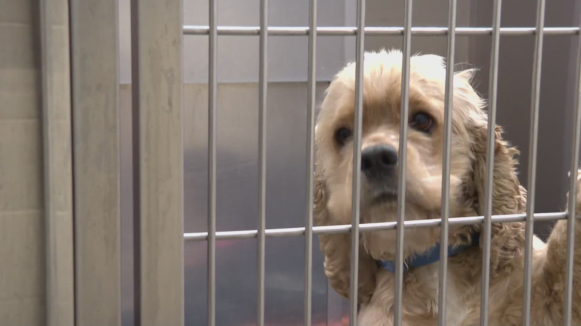 Every month, the Denver Animal Shelter has a free clinic for people who can’t afford to spay or neuter their pets.