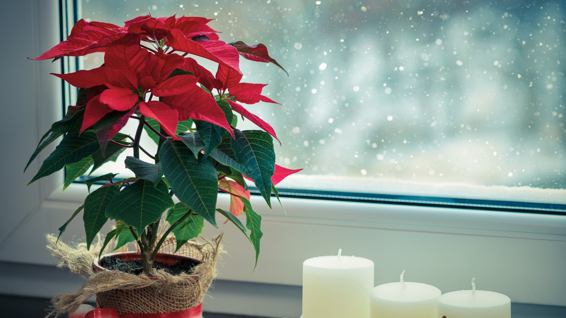 How To Keep Your Poinsettia Alive Past Christmas Into New Year | 9news.com