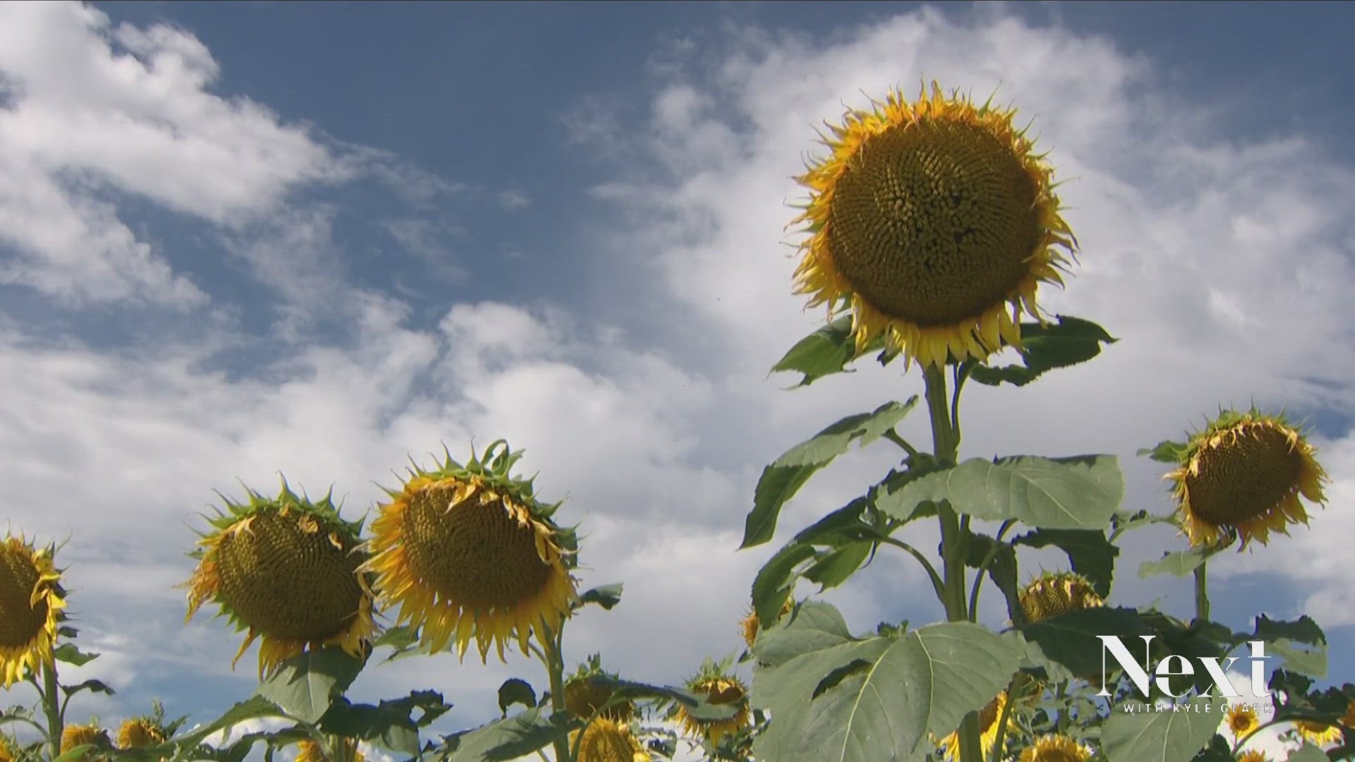 Trespassing and damage from people taking photos of sunflowers got so bad in Adams County that they grew a public patch where you can film your TikToks.