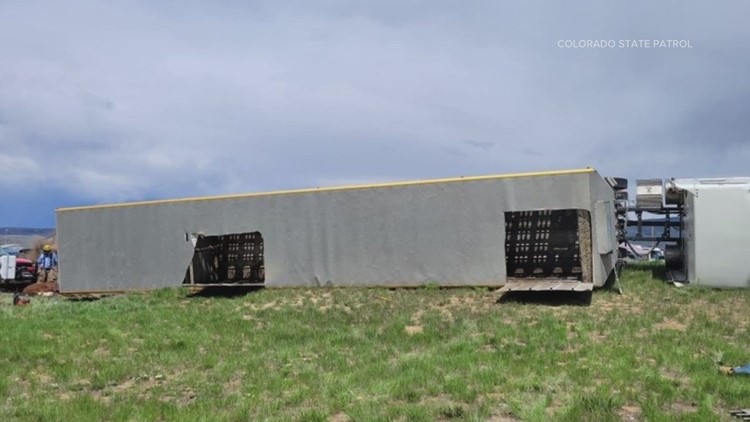 Semi rollover leaves cattle dead in northern Colorado