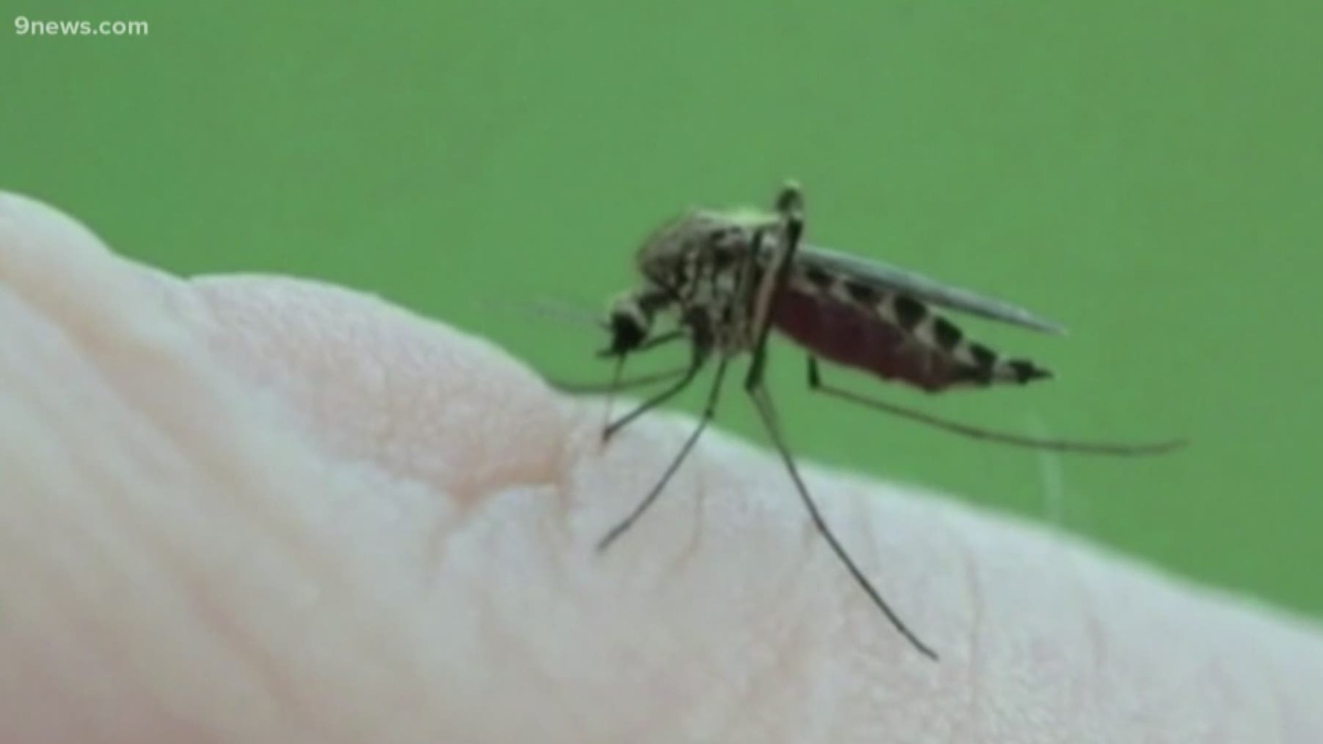 Mosquitoes infected with the West Nile virus have been found in Thornton, the Tri-County Health Department confirmed. These are the first mosquitoes that have tested positive for the virus in Adams County this year, a release from the department says. There have not been any human cases of West Nile reported.