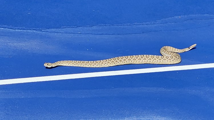 Live Angry Snake Found in Toilet at Arizona Home: Video