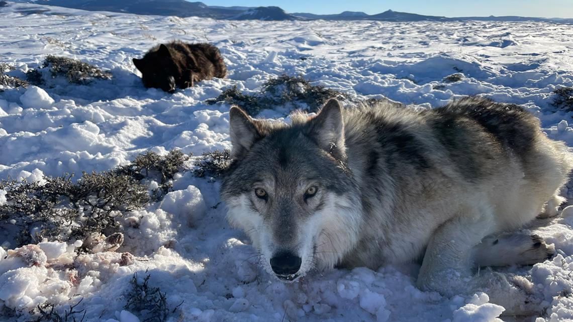 Colorado groups urge removal of wolves that killed cattle | 9news.com