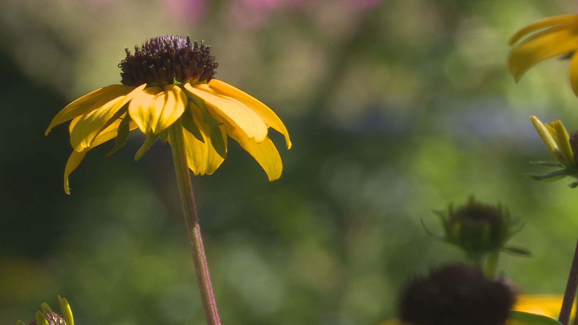 Bumblebee daisies take a couple years to show off their bright yellow blooms, but are worth it if you plan ahead.