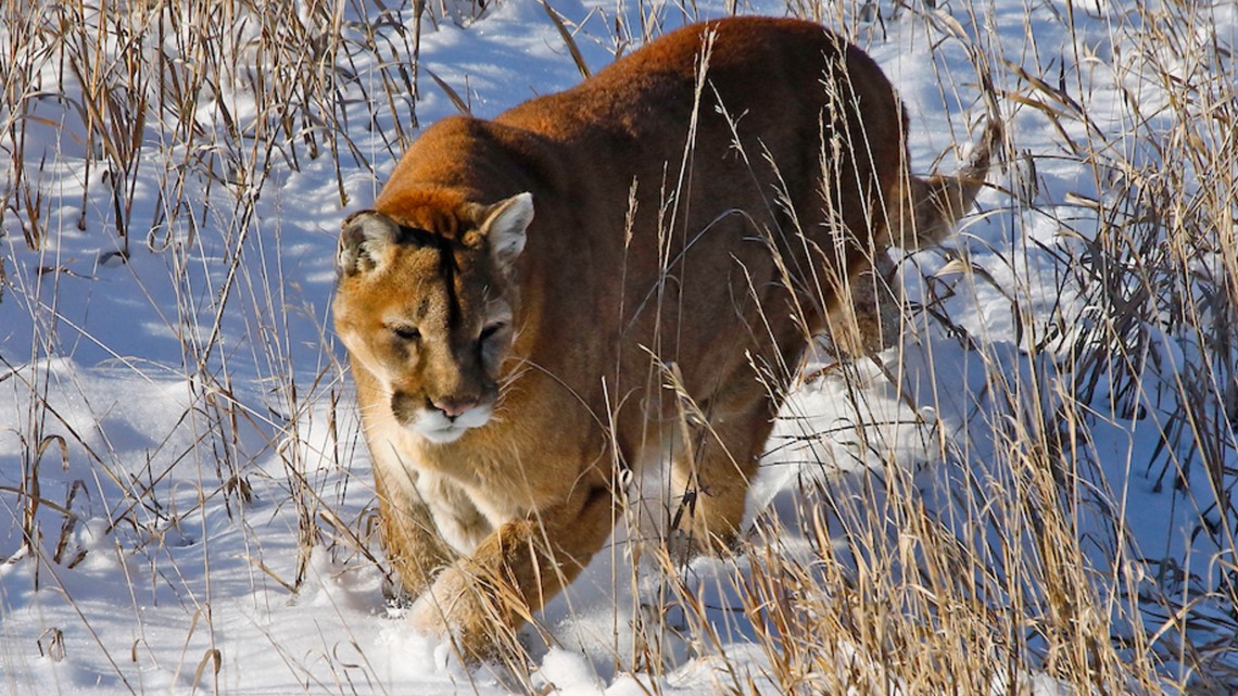 Colorado girl attacked by mountain lion in chicken coop