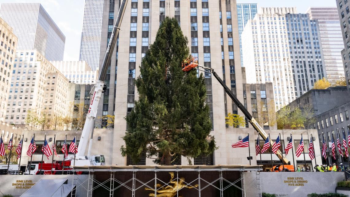 2023 Rockefeller Center Christmas tree arrives in New York City | 9news.com