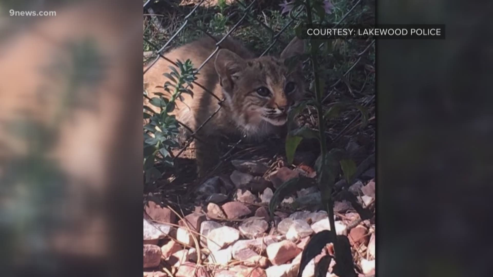 The little guy got his head caught in a fence near Green Mountain.