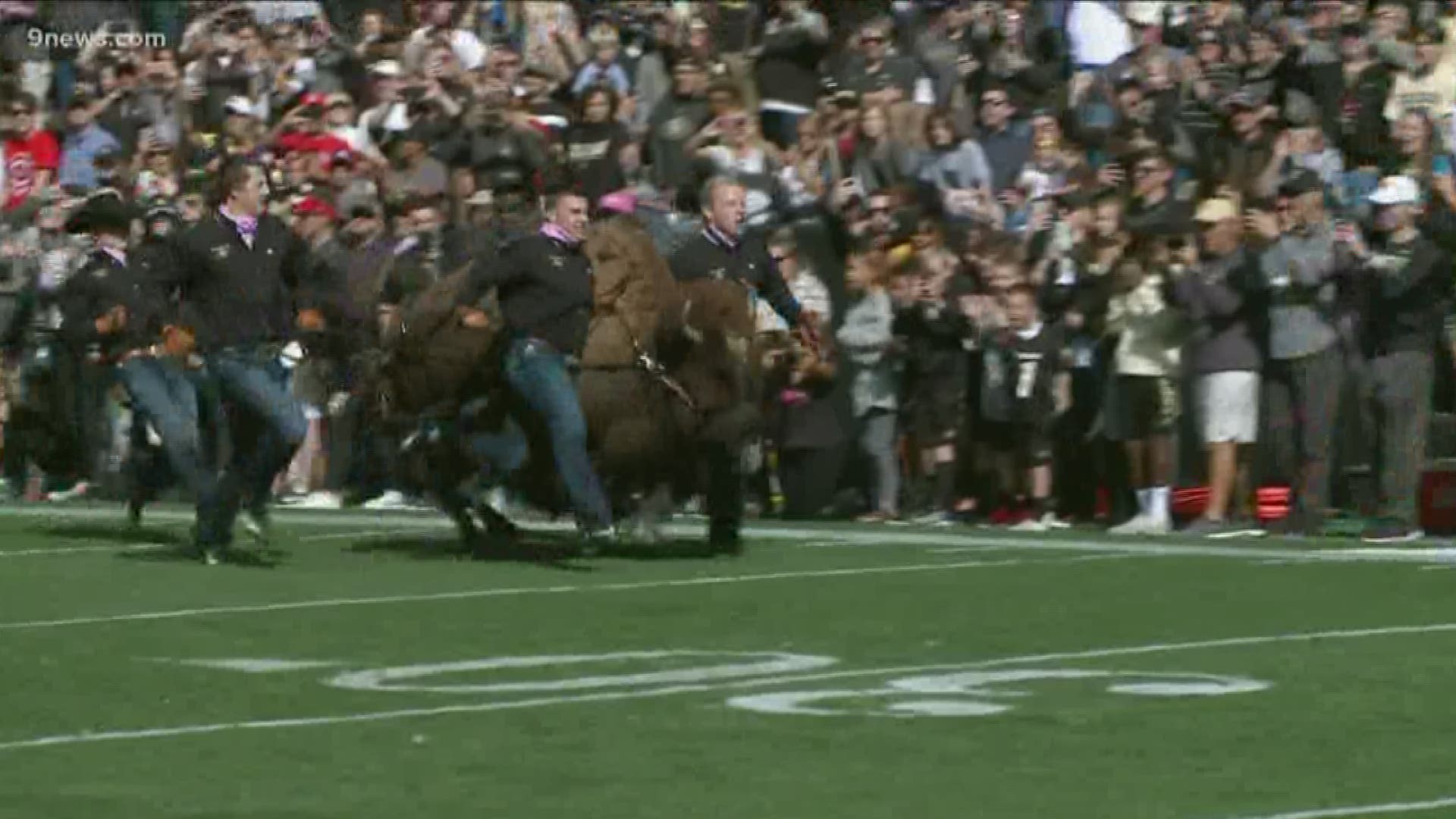 The university said Ralphie will make her final appearance as a spectator at CU's home game against Washington on Nov. 23.