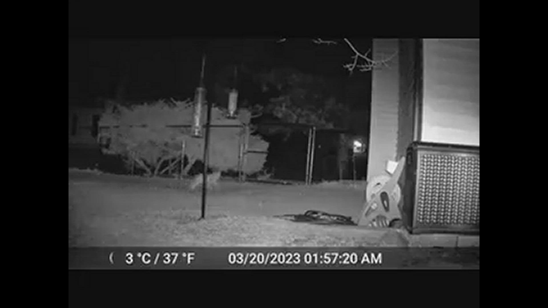 Louisville Bobcat 9news louisville-bobcat-9news