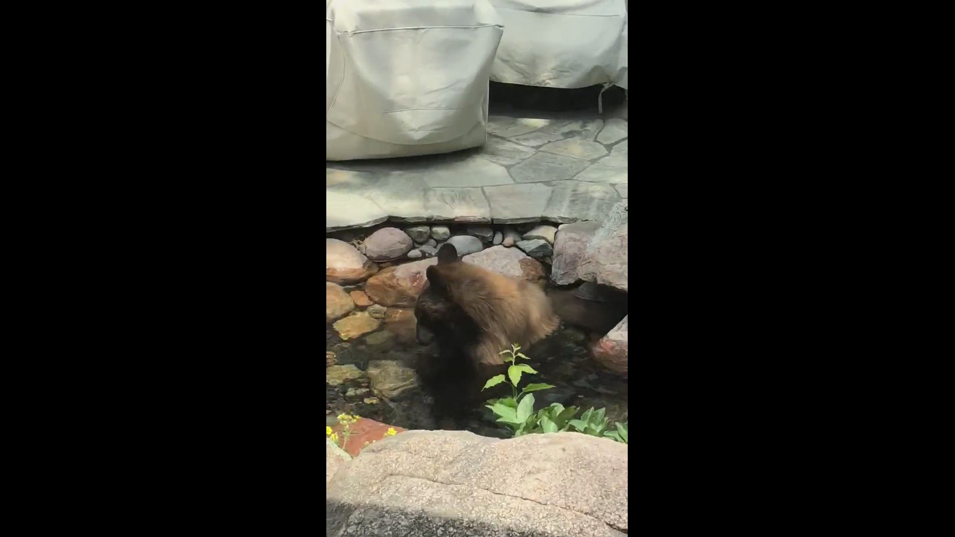 Penny Venn and her husband had a warning from a neighbor that a bear was headed to their Genesee house – they caught up with him taking a dip in their pond.