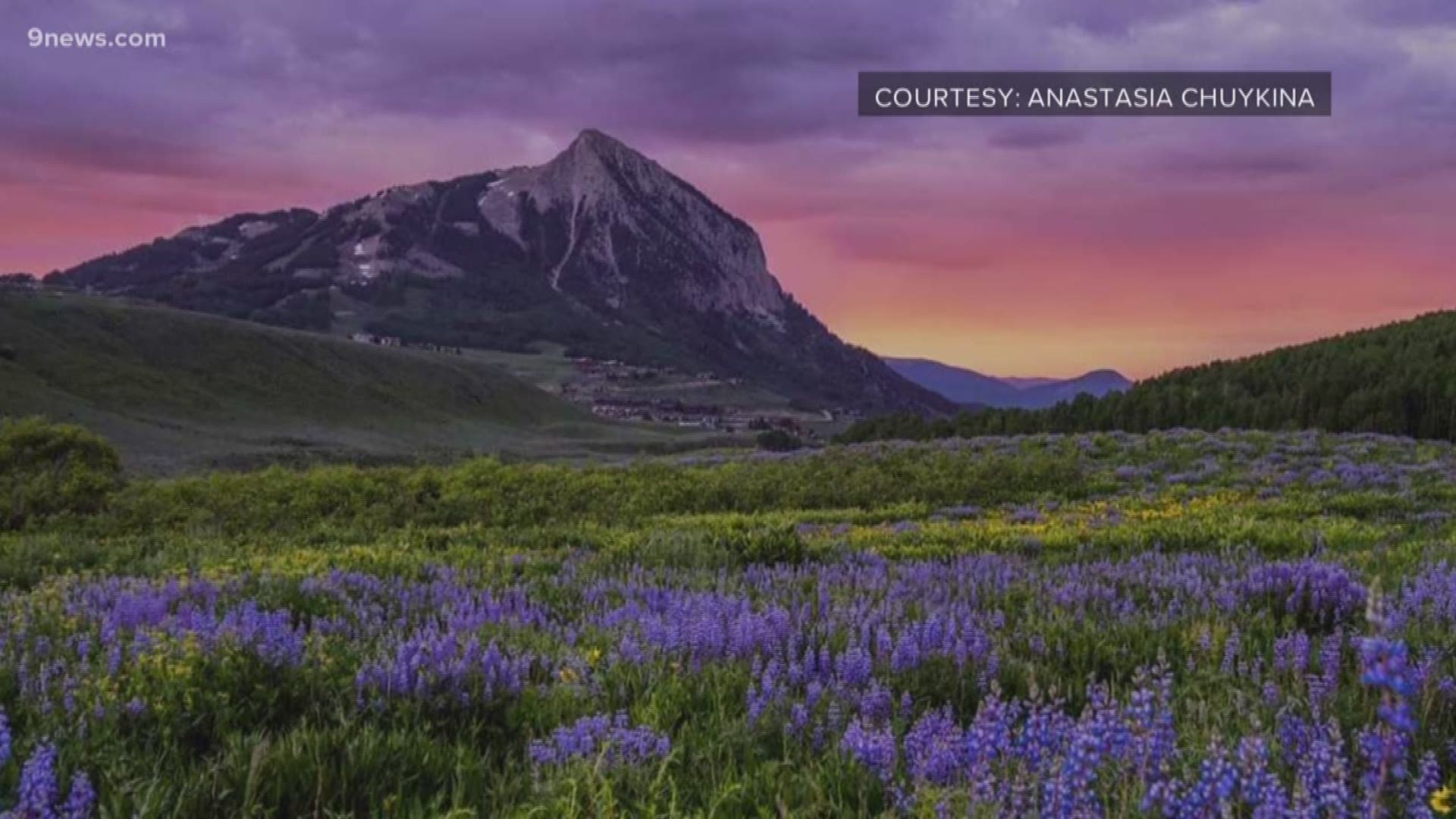 Wildflowers are in full bloom across Colorado. Mountain snow and cooler temperatures have made them more abundant in places like Crested Butte.