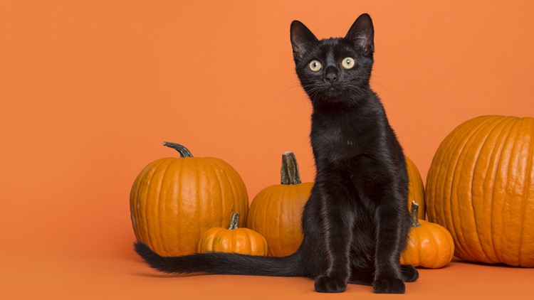 Keep your pet safe this Halloween with these simple tips