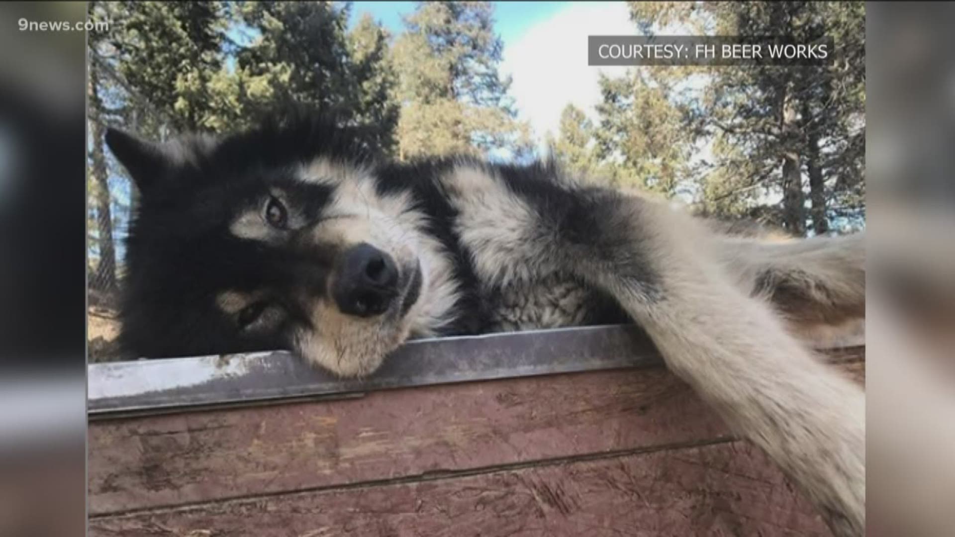 A nonprofit in Sedalia will be taking in the animals so the wolves will continue to interact with people in the same manner as they did at the foundation.