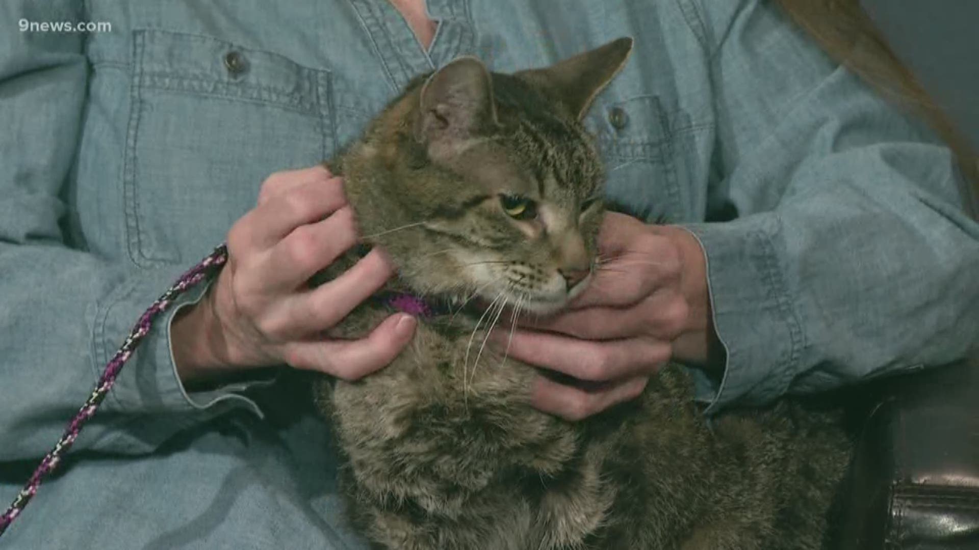 Jazz, a 12-year-old Tabby cat has Feline Leukemia and it looking for a new home to live out the rest of his days. He's available at the Cat Care Society.
