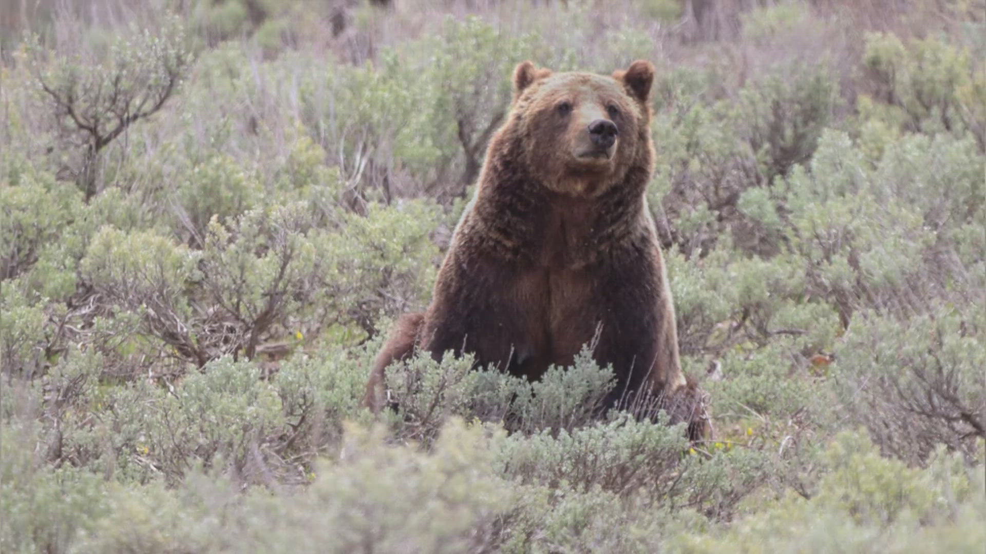 Unlike many grizzly bears, she was often seen near roads in Grand Teton, drawing crowds and traffic jams.