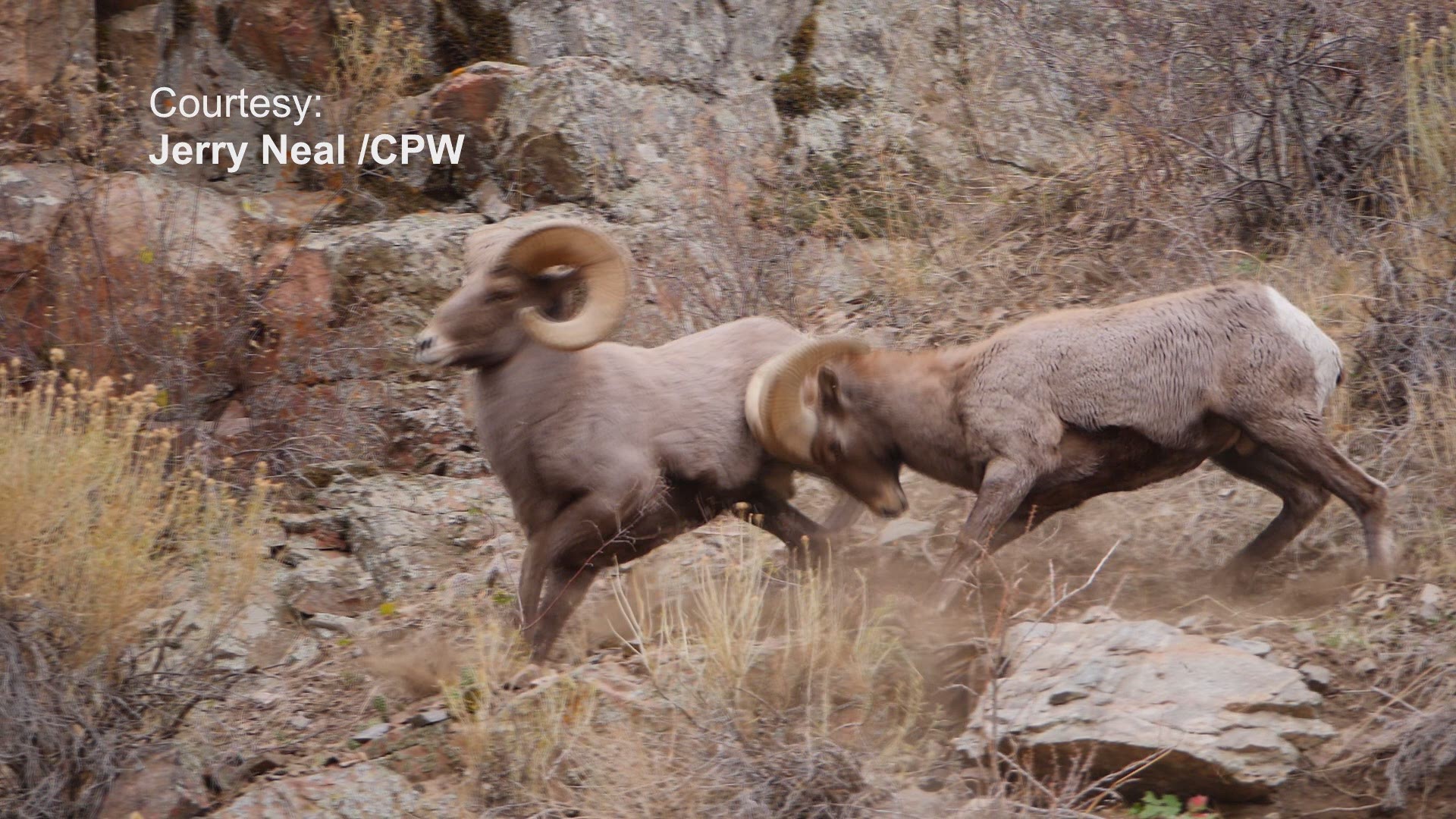 Jerry Neal with Colorado Parks and Wildlife captured this video of bighorns fighting at Waterton Canyon on Wednesday.