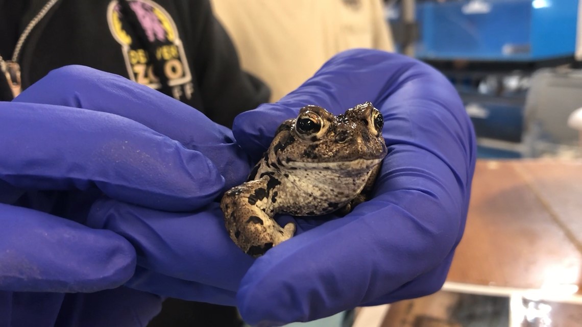 Denver Zoo, CPW working to save endangered boreal toads - Vimarsana News