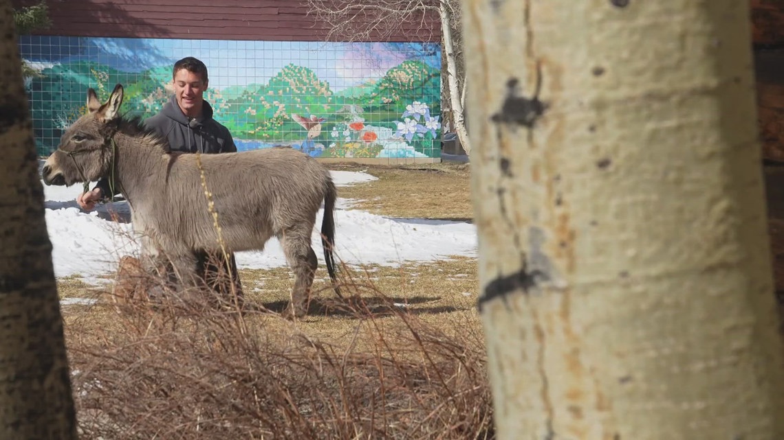 Colorado donkey becomes social media star