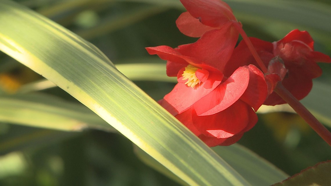 Proctor's Garden Growing begonias in Colorado