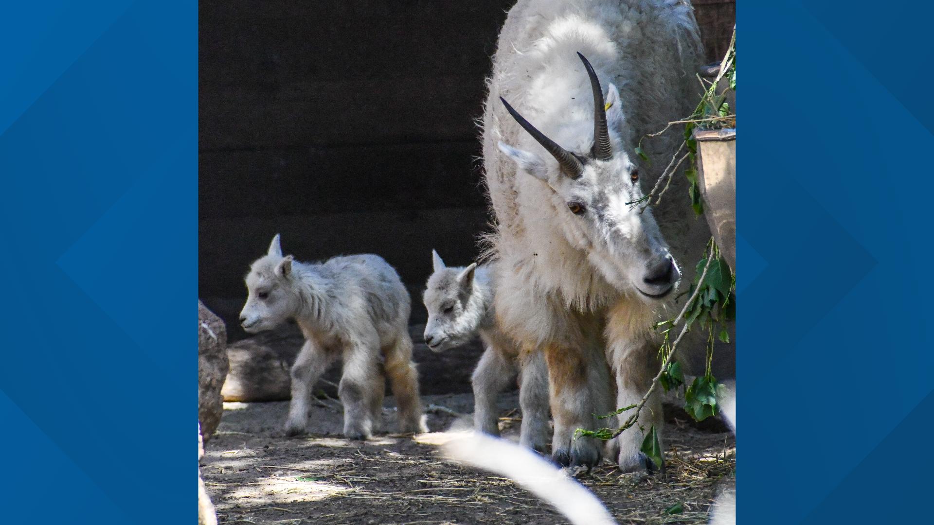 Rocky Mountain goat babies born at Cheyenne Mountain Zoo | 9news.com