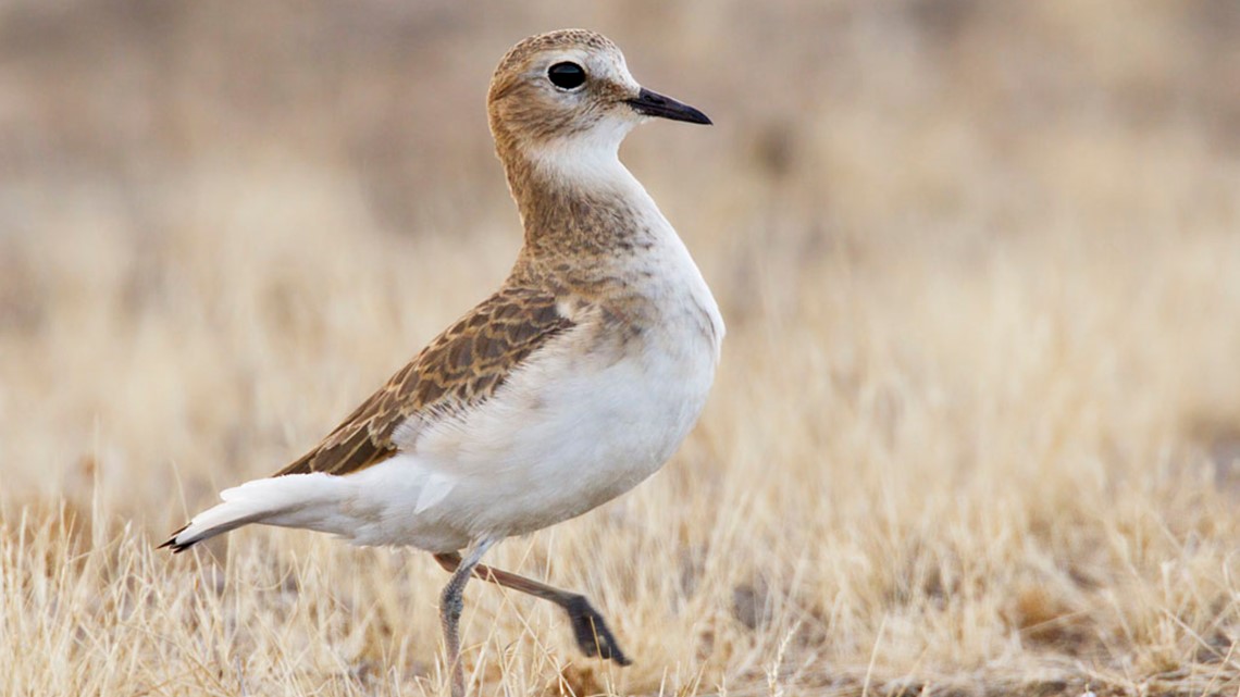 Teeny Colorado town wants you to come search for some super rare birds