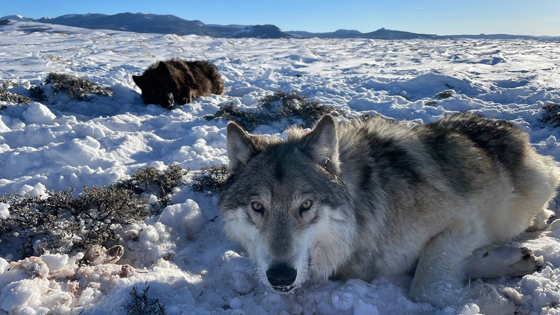 New Colorado wolf license plate raises money to mitigate conflict