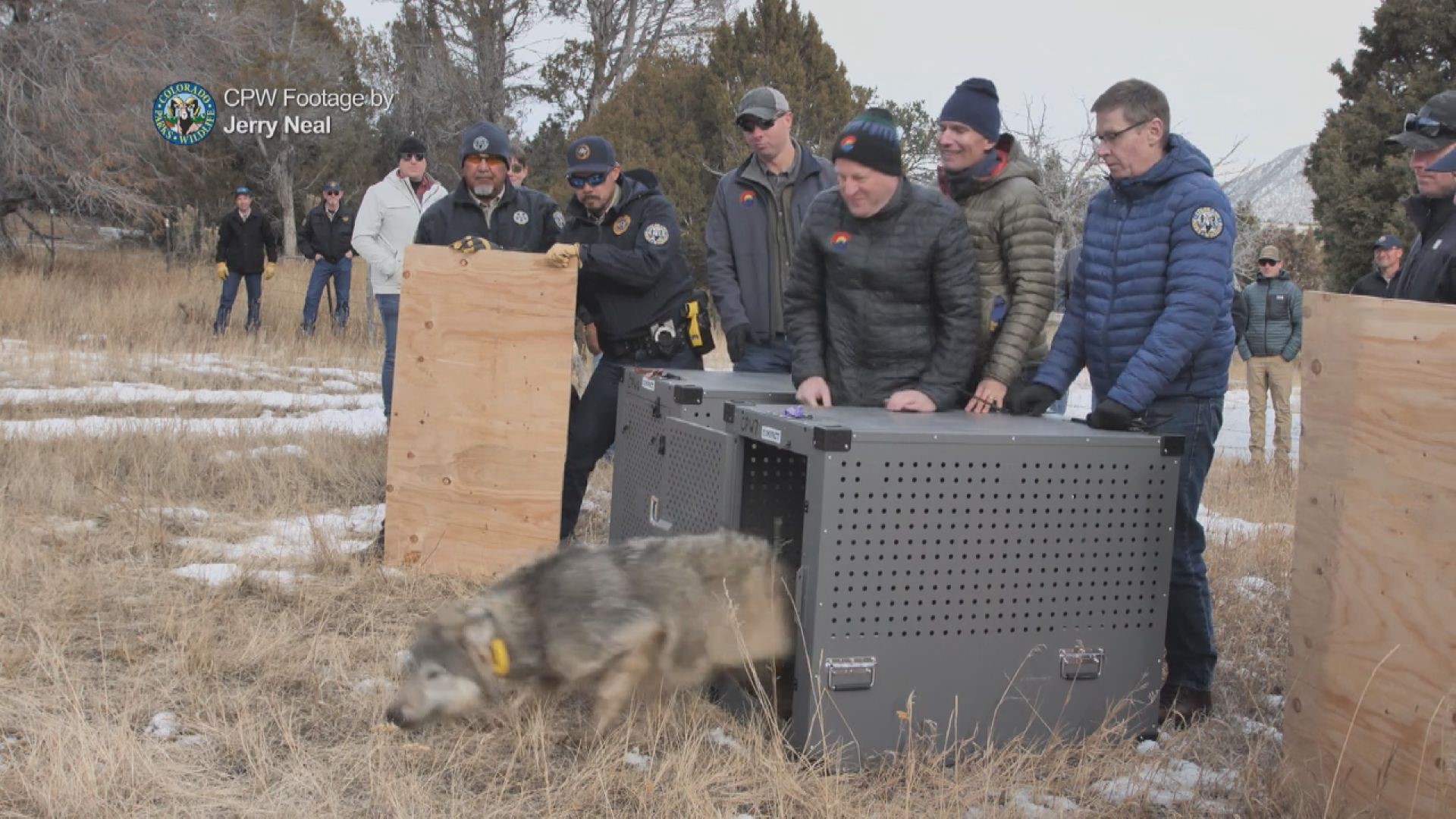 This video provided by Colorado Parks and Wildlife shows wolves being released in Grand County on Dec. 18.