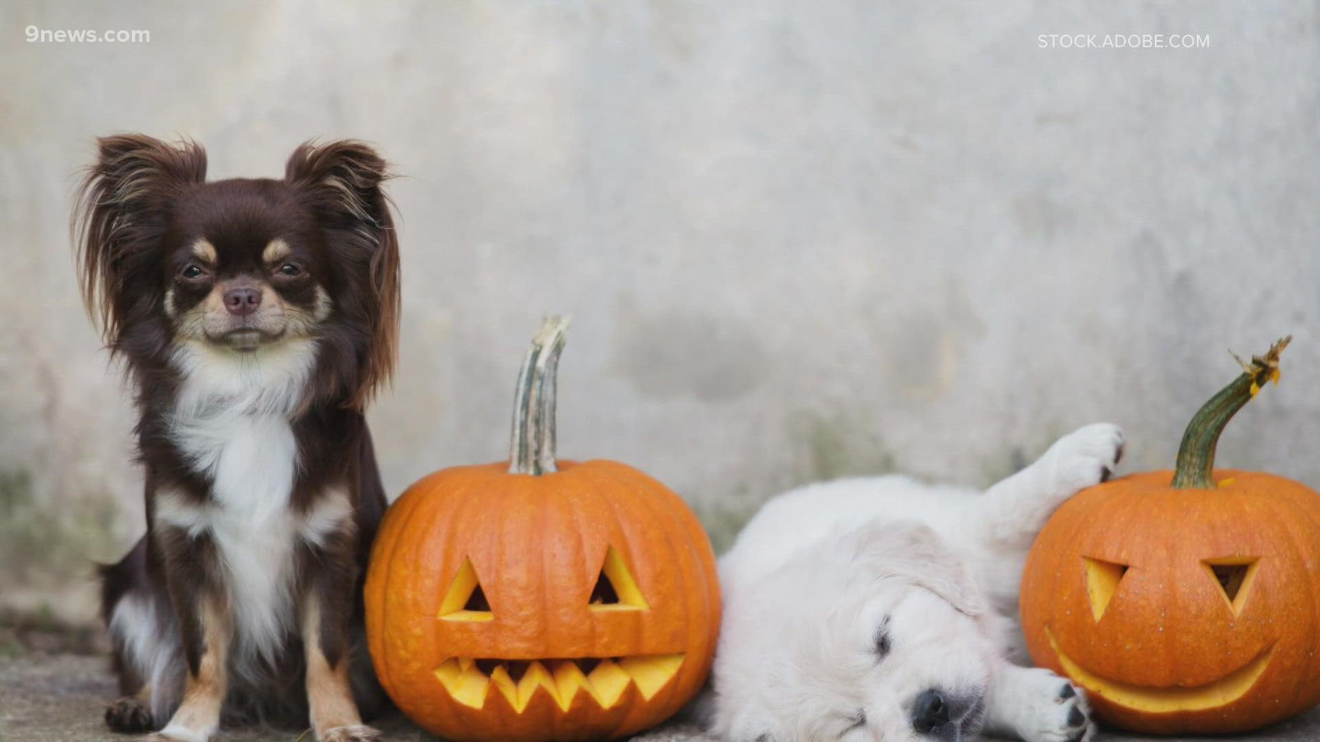 Here are some tips on keeping your pets safe this Halloween.