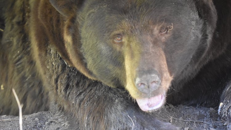 Colorado Man Pleads Guilty After 3 Bears Killed, Dumped | 9news.com