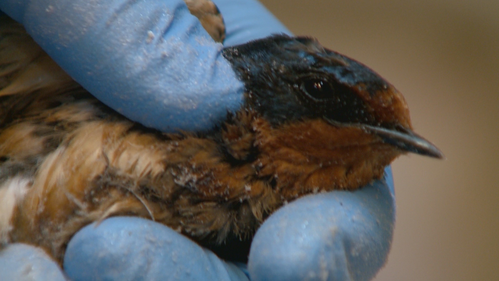 Birds Rescued From Glue Traps Set On Outdoor Light Fixtures 