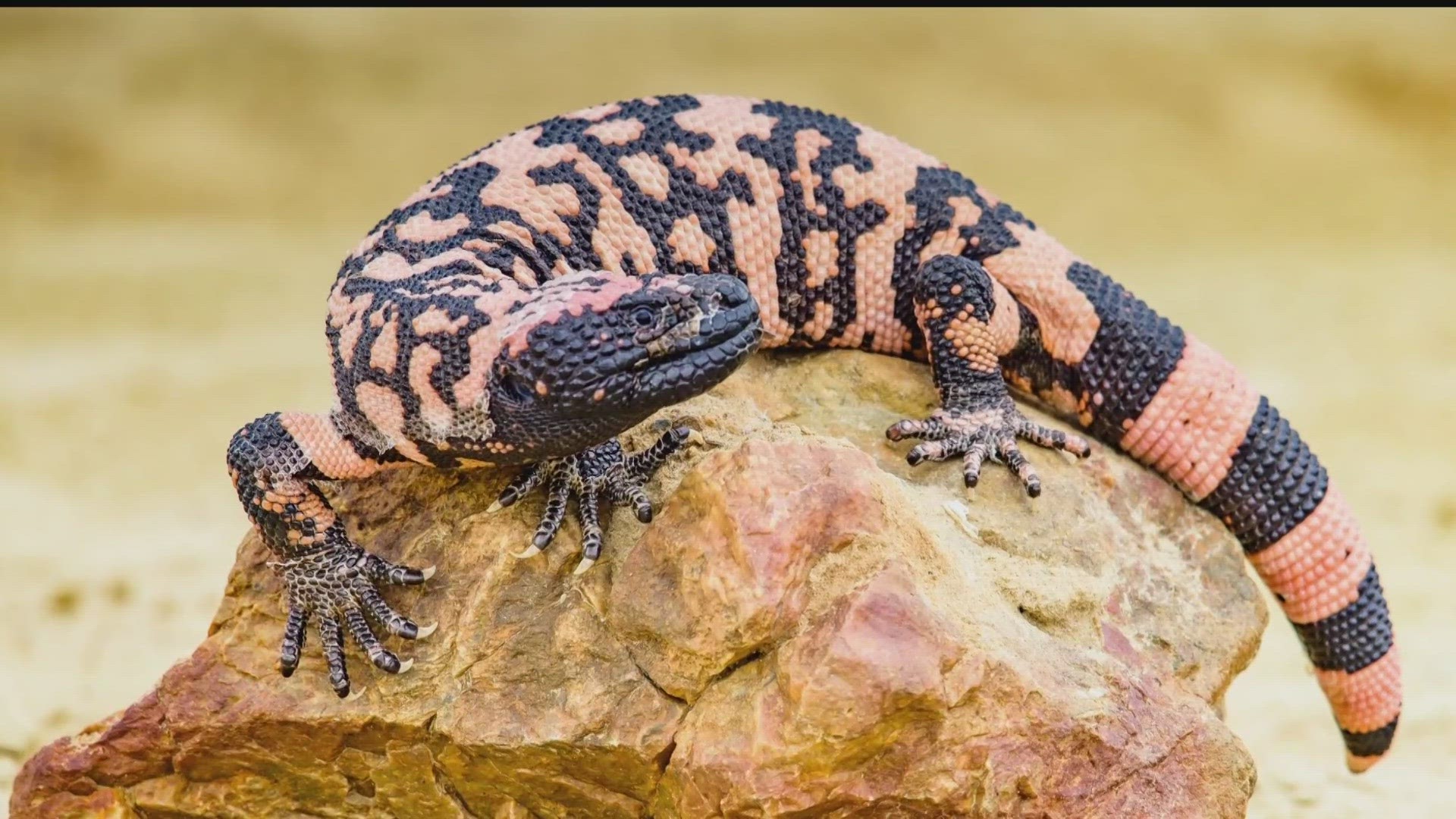 A 34-year-old man from Lakewood was bitten by one of his two Gila monsters and died days later.
