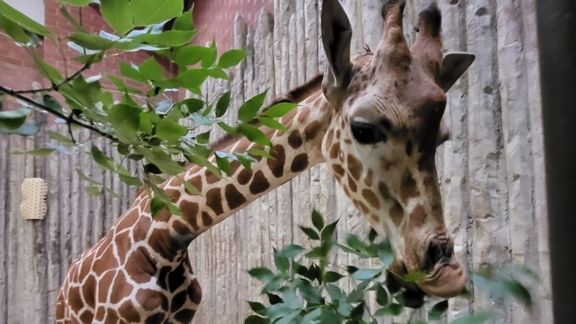 Meet Denver Zoo's new giraffe, 21monthold BB