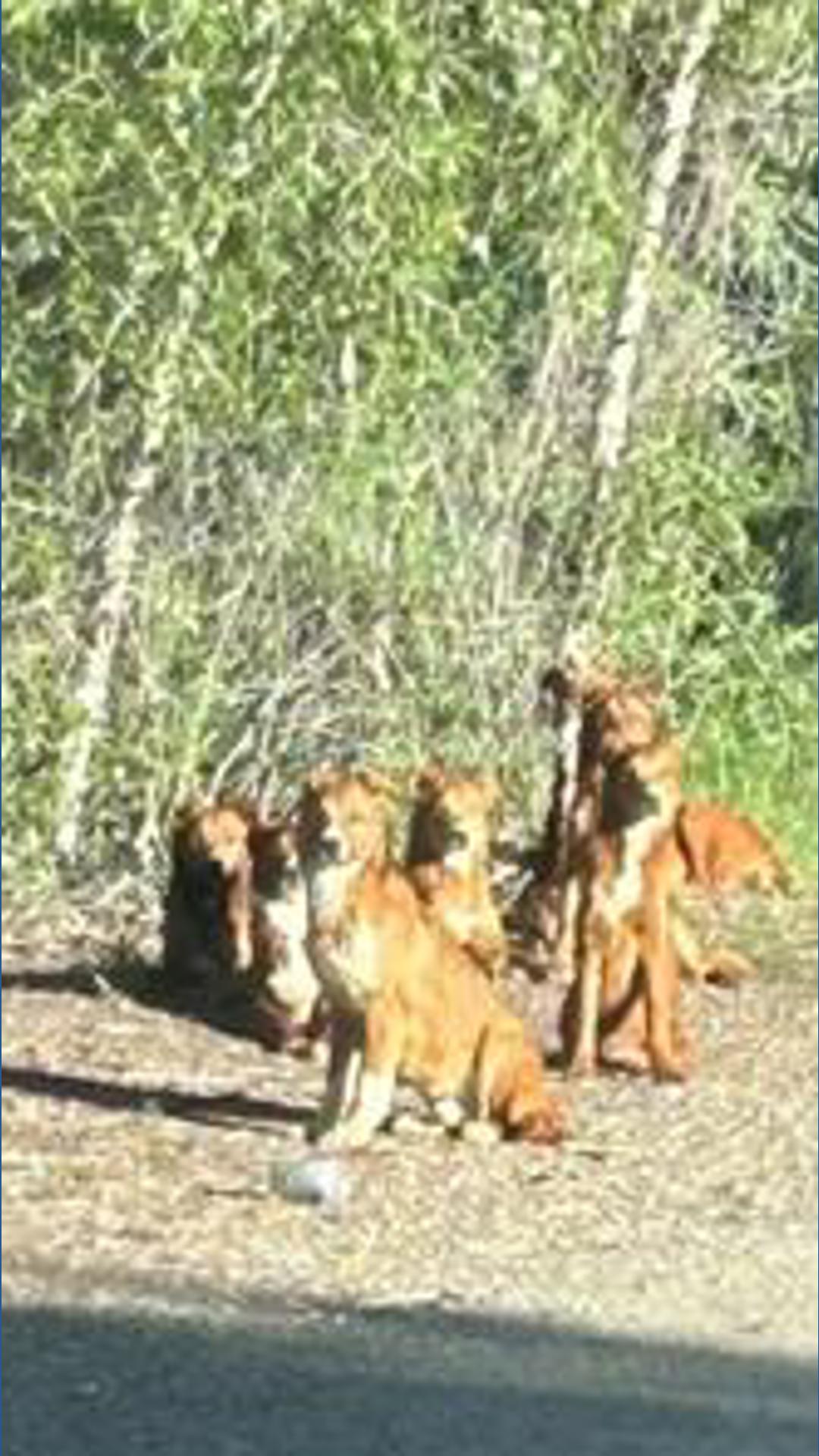 8 abandoned dogs find refuge at Colorado shelter | 9news.com