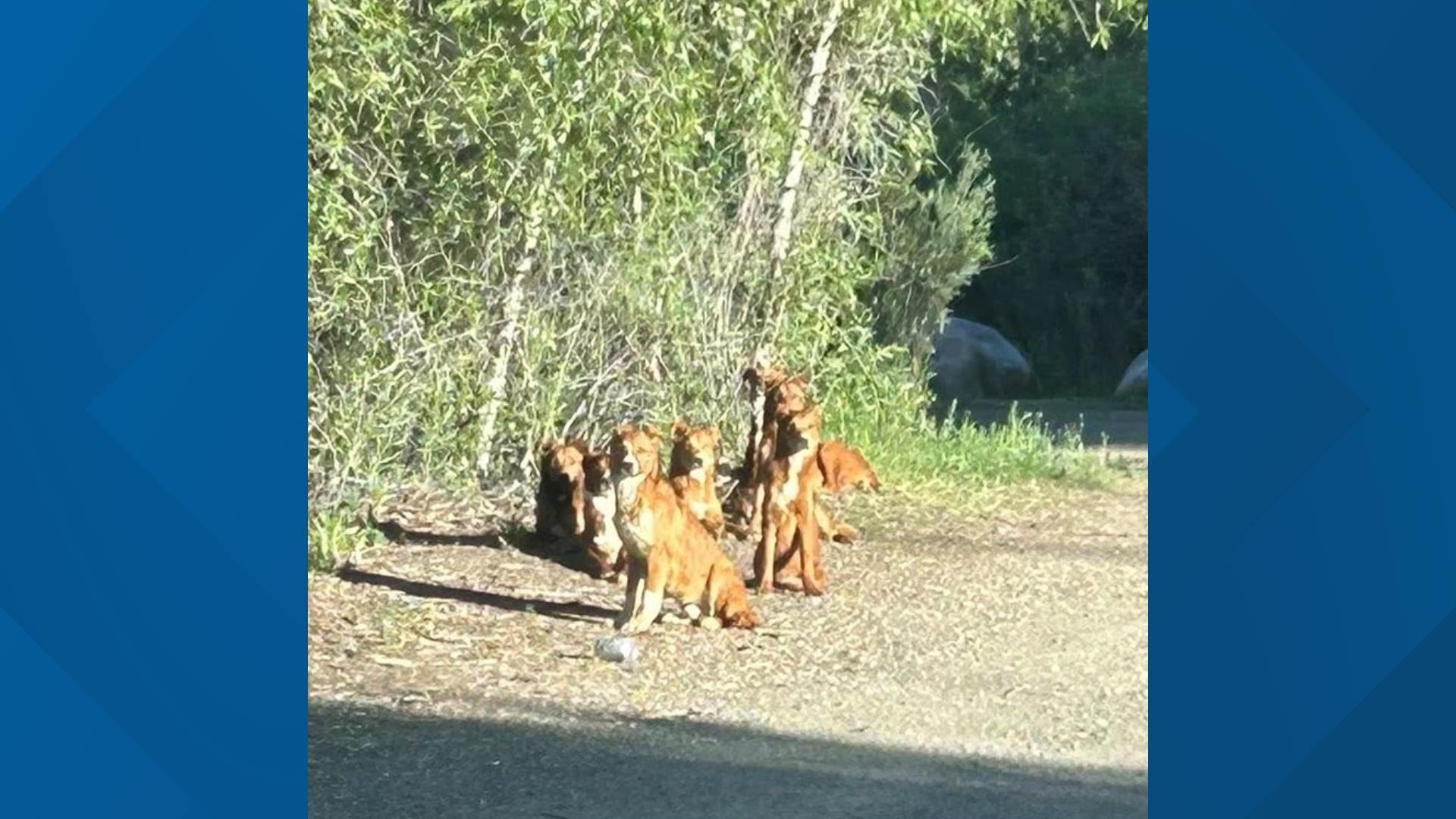 8 abandoned dogs find refuge at Colorado shelter | 9news.com