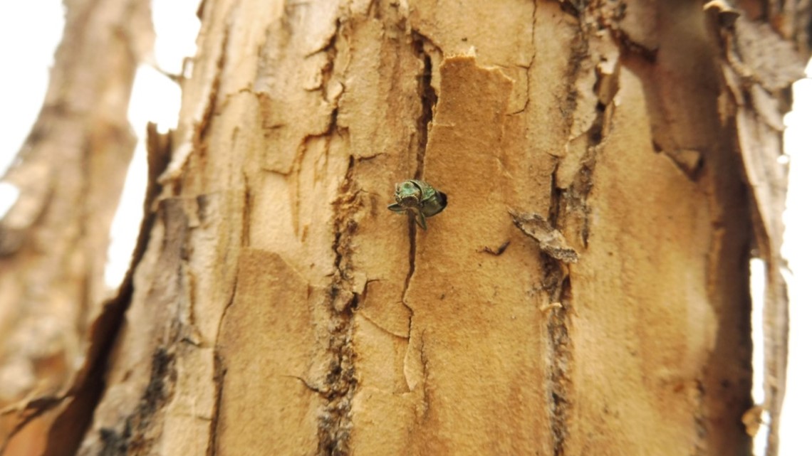 2nd Colorado case of emerald ash borer outside of quarantine