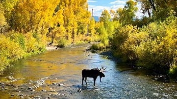 Colorado fall colors guide: When and where leaves peak in 2022 | 9news.com