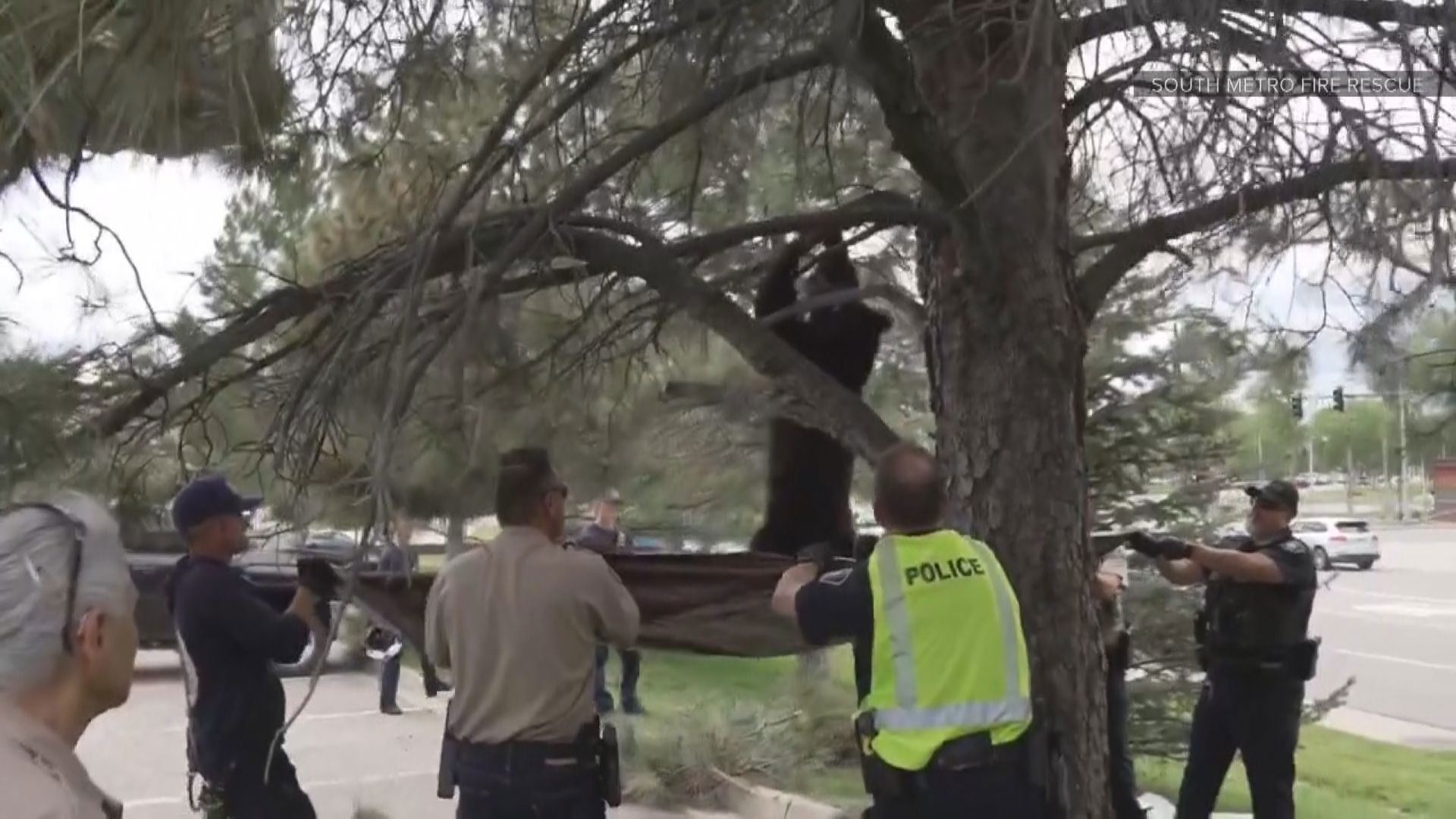 South Metro Fire Rescue shared this video of a bear being rescued from a tree near Park Meadows Mall in Lone Tree Monday.