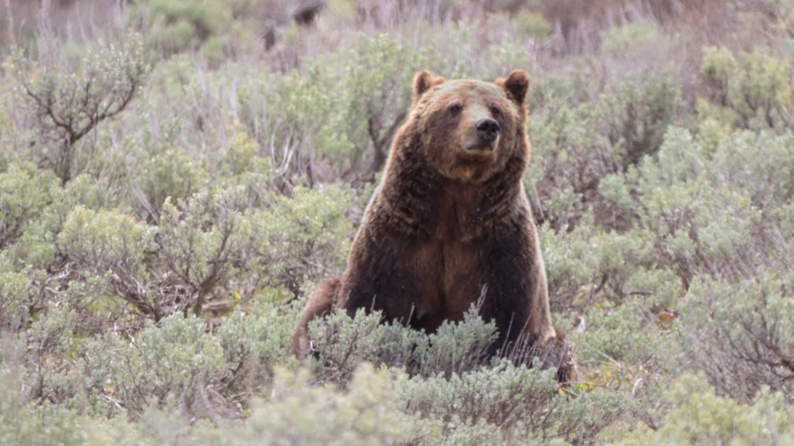 With One Cub, Grizzly 399 Is The Oldest Known Grizzly, 56% OFF
