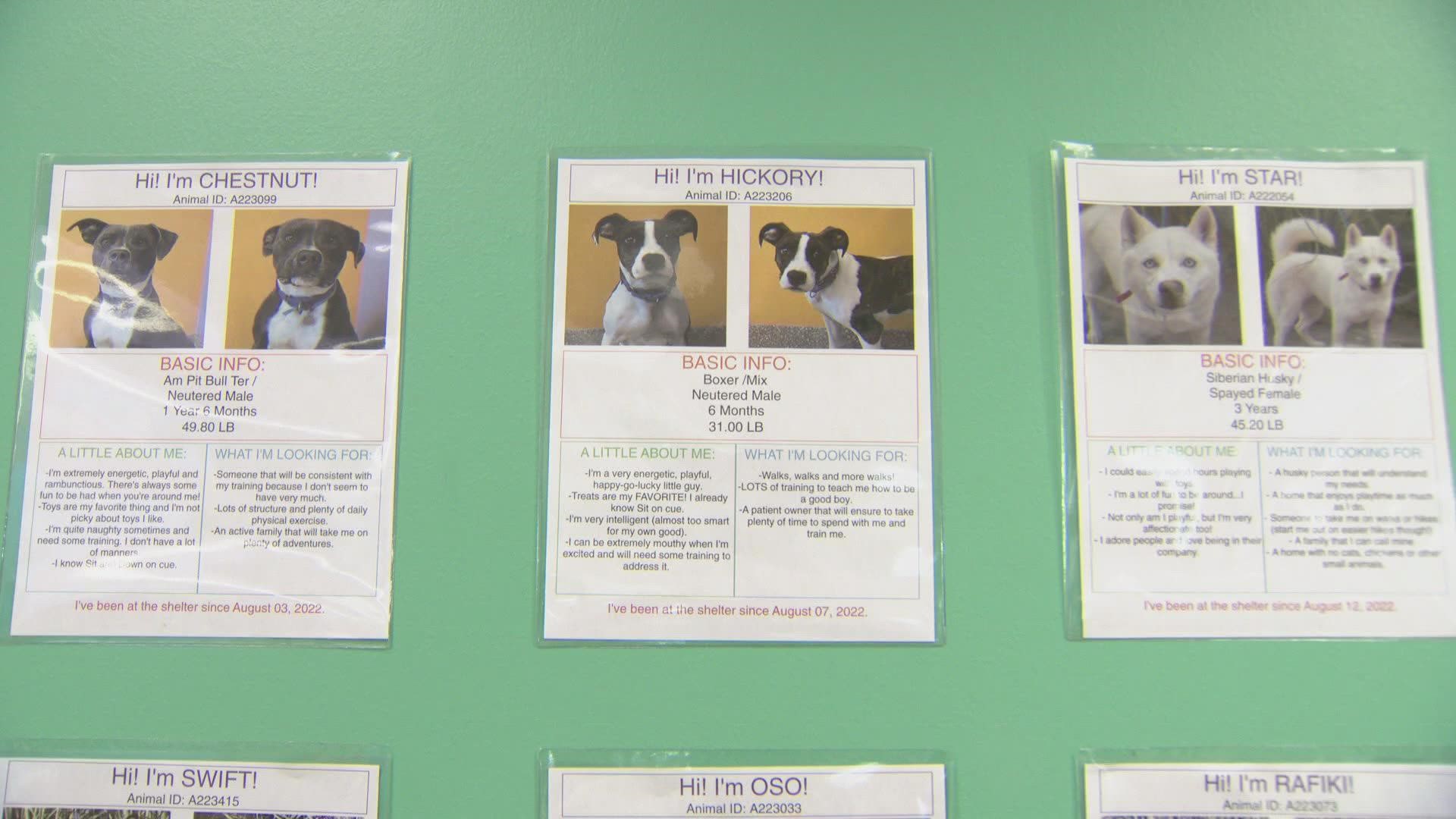 Aurora Animal Shelter unable to take in any more animals due to too many  surrendered pets 