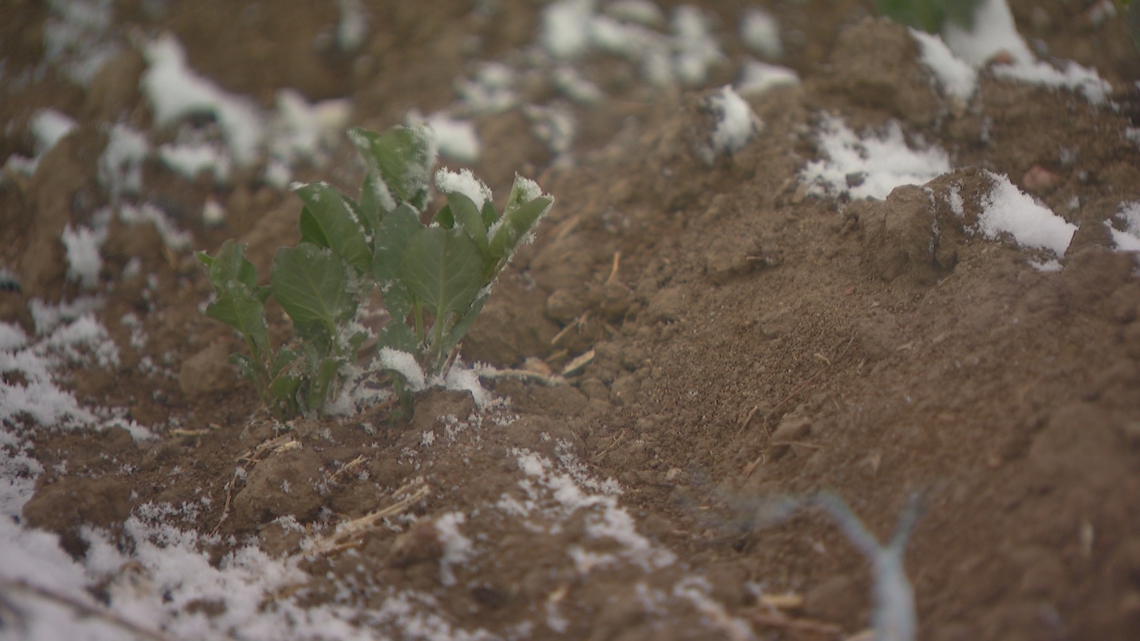 Late April snow reminds Colorado farmers why patience pays off