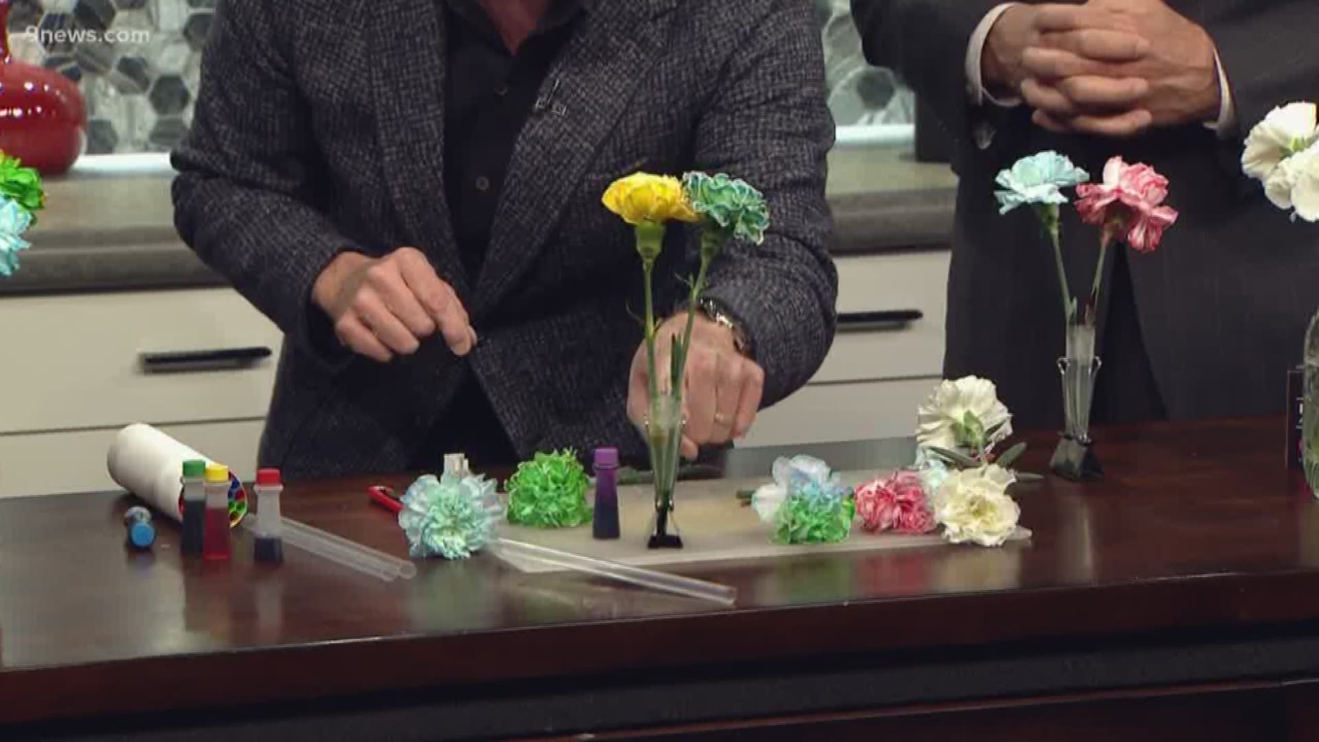 If you receive a beautiful bouquet of flowers on Valentine’s Day, what’s the best way to prolong the life of the flowers? Our science guy Steve Spangler explains.