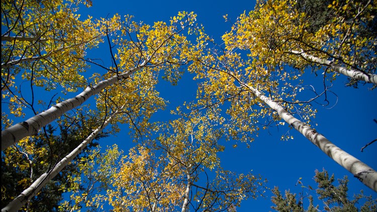 Fall color show in Colorado