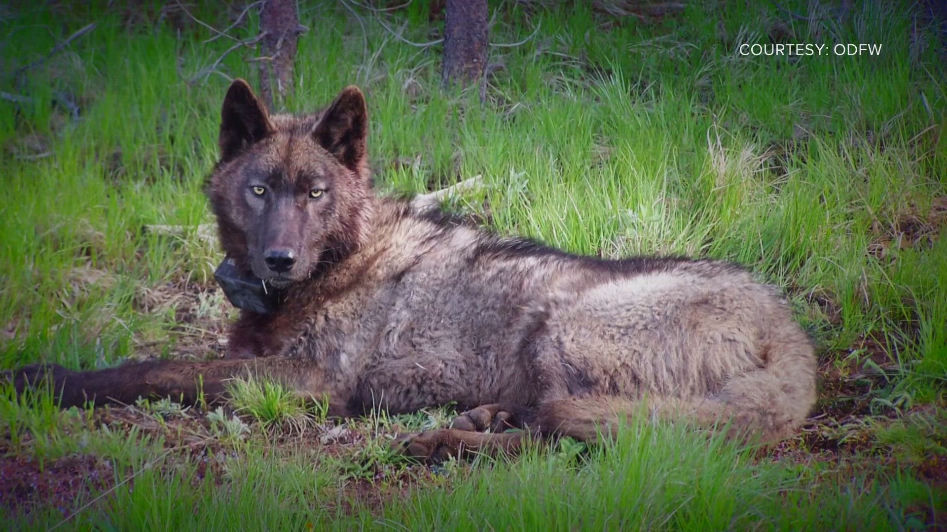 Two organizations sued the federal and state governments over grey wolf reintroduction, saying the federal government did not follow its own regulations.