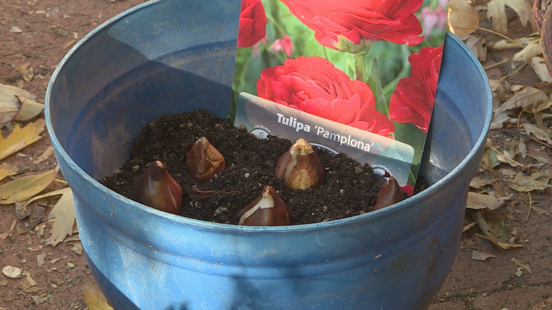 It may be getting cold outside, but now is the best time to plant your spring bulbs.