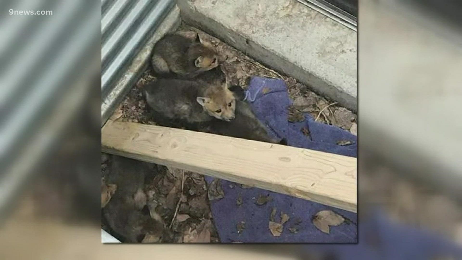 A litter of baby foxes (called a "kite") was found in the window well of a home in Ridgeview Heights. Animal rescue officers were able to reunite them with their parents.