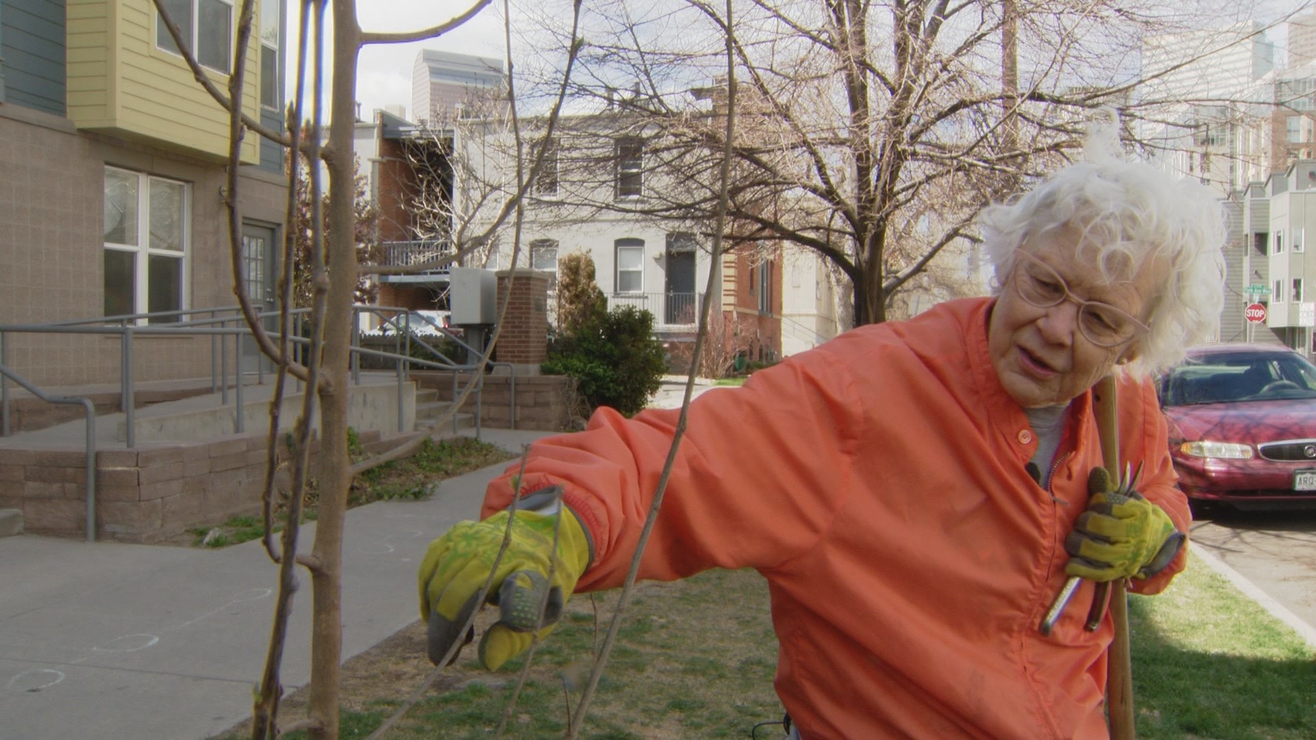 Combating climate change, warming in Denver by planting trees | 9news.com