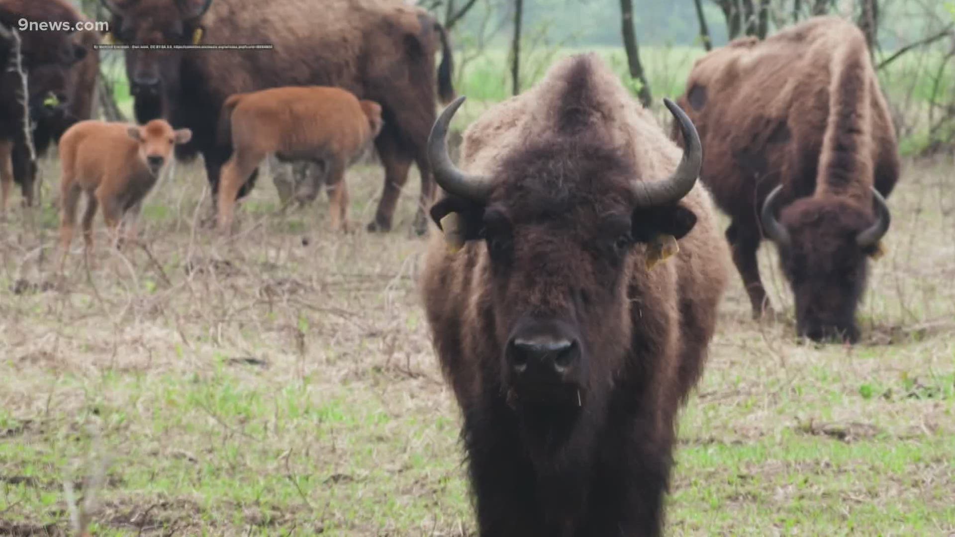 Described by Lewis and Clark as a "moving multitude that darkened the whole plain," about 500,000 American bison remain, mostly in captivity.