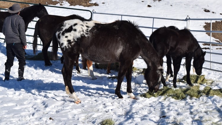 7 horses, llama rescued in animal cruelty investigation in Arapahoe County  
