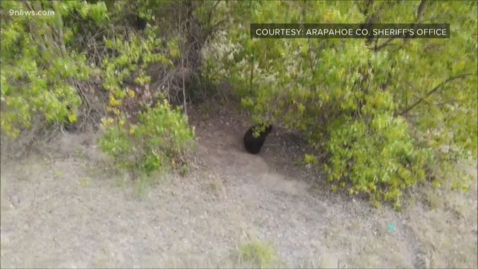 The bear looks happy and healthy, at least according to drone shots.